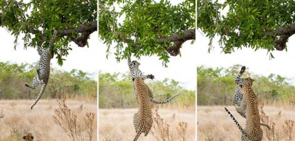 南非比金沙野生动物保护区小花豹脚滑挂树梢 母豹急跃3米救下来