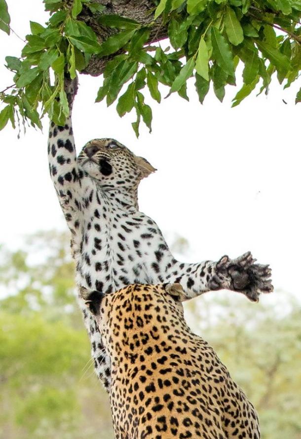南非比金沙野生动物保护区小花豹脚滑挂树梢 母豹急跃3米救下来