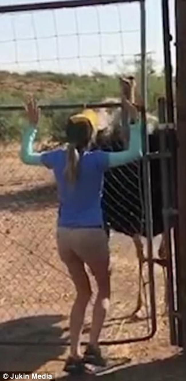 美国亚利桑那州野生动物园雄性鸵鸟求偶舞逗乐女工作人员