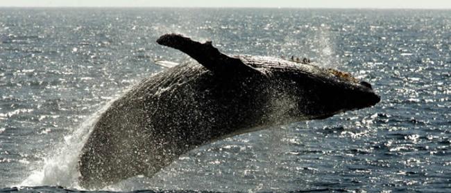 年轻座头鲸因被渔网缠绕而在俄罗斯勘察加半岛北部死亡