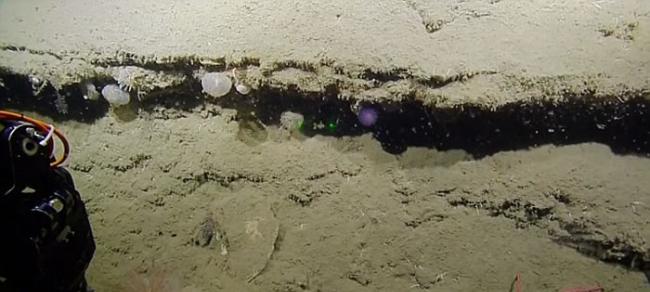 美国海洋探险队“Nautilus Live”深海探秘发现神秘发光紫色球状生物