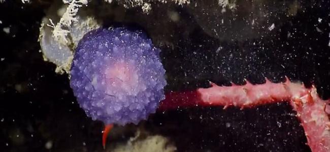 美国海洋探险队“Nautilus Live”深海探秘发现神秘发光紫色球状生物