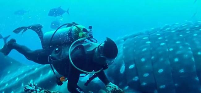 潜水员在墨西哥索科罗群岛海底帮鲸鲨去除缠绕在身体的钓鱼绳