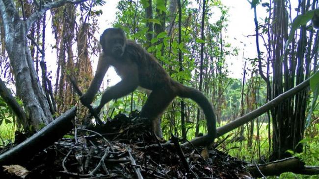 亚马逊热带雨林中卷尾猴被发现利用简易铲从凯门鳄巢穴中偷取鳄鱼蛋