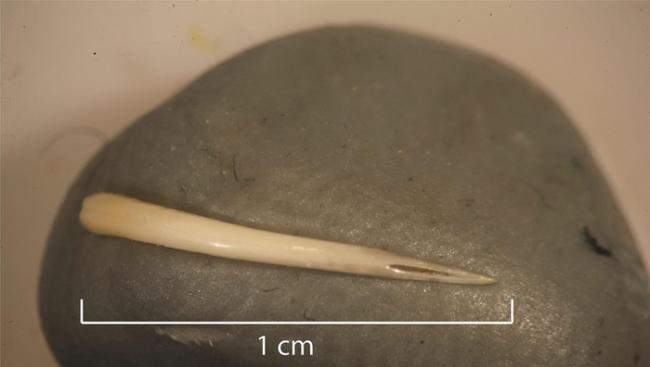 这根保留在史前粪化石中的毒牙，可能属于响尾蛇或铜头蝮。 PHOTOGRAPH COURTESY ELANOR SONDERMAN