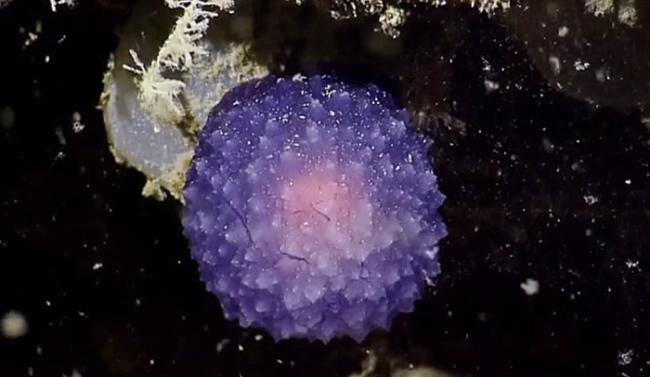 美国海洋探险队“Nautilus Live”深海探秘发现神秘发光紫色球状海洋生物