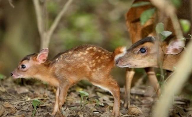 黄麂属鹿科动物，原产自台湾等地。