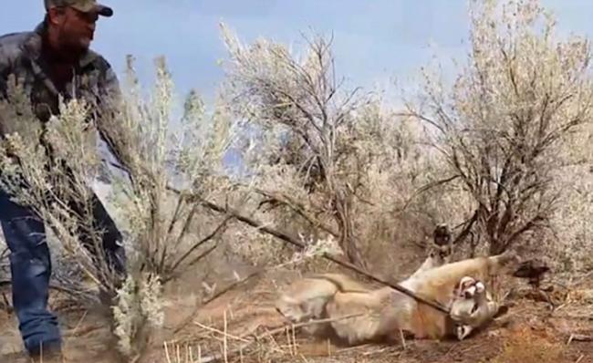 美国犹他州勇敢猎人将意外错捕的美洲狮从自己设下的陷阱中解救出来