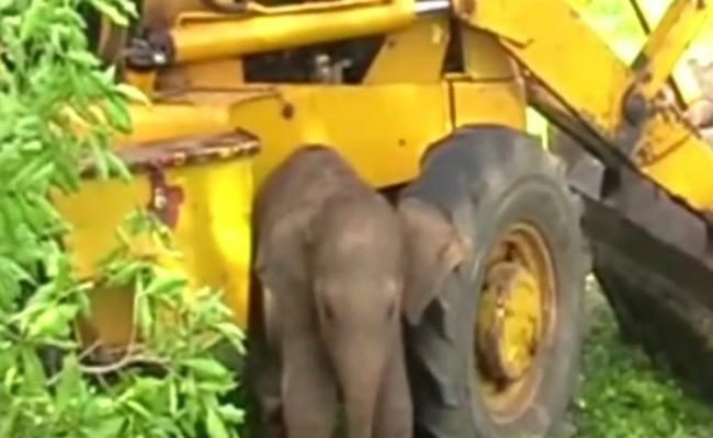 小象依偎着挖泥机不愿离去，似是多谢救命恩人。