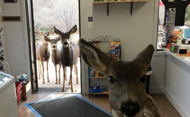 “Mama”（右）连同小鹿在店门站着。