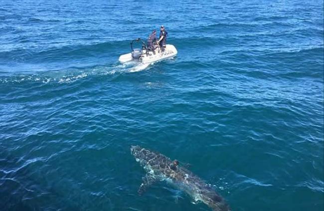 大白鲨“陪”巡逻 澳洲水警胆战心惊