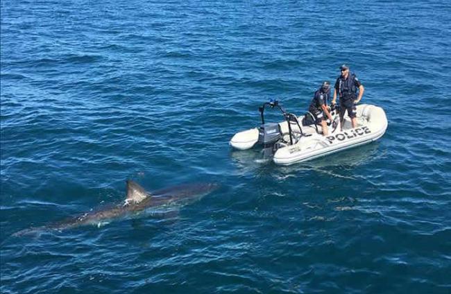 大白鲨“陪”巡逻 澳洲水警胆战心惊
