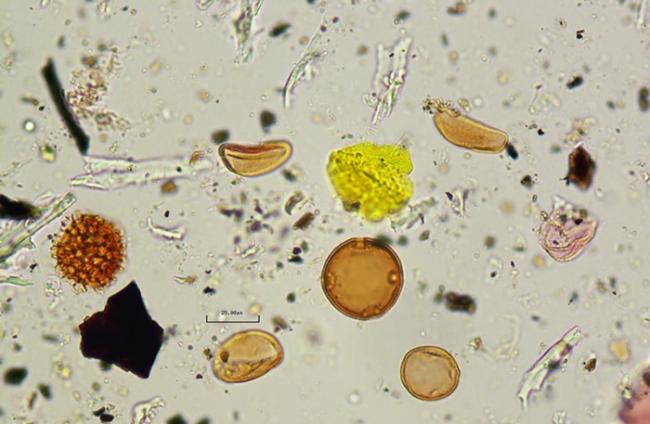 研究人员也分析了粪化石里找到的花粉，显示这个人吃了丝兰的花。 PHOTOGRAPH COURTESY OF CRYSTAL DOZIER