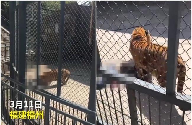 福建省福州动物园发生老虎咬死人事件