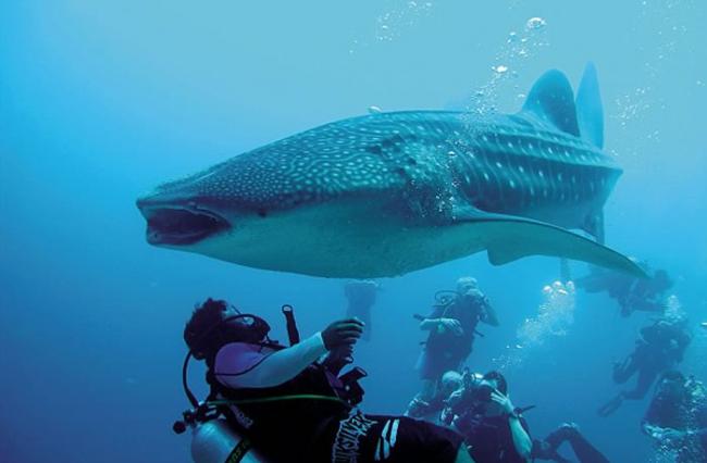 潜水员在墨西哥索科罗群岛海底帮鲸鲨去除缠绕在身体的钓鱼绳