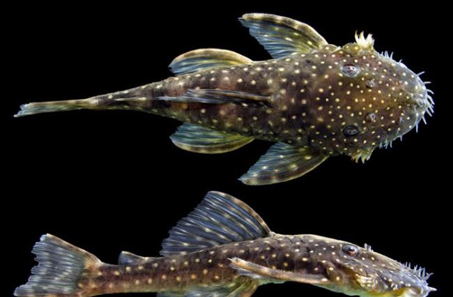 这种学名为Ancistrus leoni的鱼类是莱丝莉． 迪苏沙（Lesley de Souza）与合作者新发现的钩鲶，他们共发现六种新的钩鲶。 这种鱼以她的已