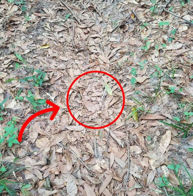 考眼力：能找到枯叶里的蛇吗？
