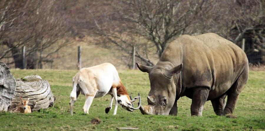 英国一只羚羊为保护幼崽与体重接近3吨的犀牛顶角