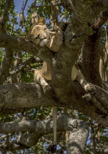 非洲坦桑尼亚塞伦盖蒂国家公园在树上睡大觉的狮子