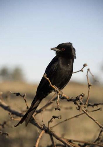 非洲的聪明鸟类“叉尾卷尾”会模仿许多其它物种的警报呼叫
