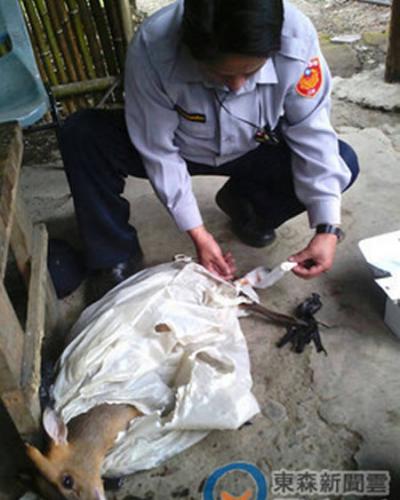 台湾受保护动物山羌被捕兽器夹住伤重死亡