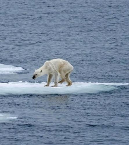 北极熊骨瘦如柴站在浮冰上