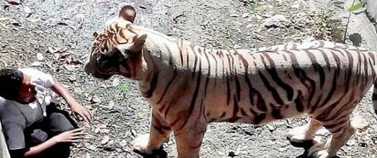 印度动物园白老虎咬死游客事件调查：老虎想保护男子把他叼去安全地方