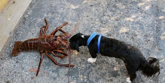 美国生物学家在加州海岸潜水意外捕获体型和小狗差不多的超大龙虾