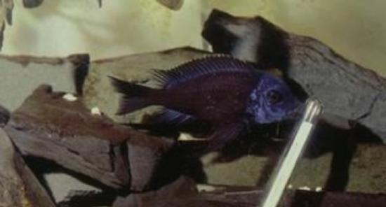 史密斯索尼娅国家动物园詹姆斯•摩菲首次记载了丽鱼物种玩耍物体