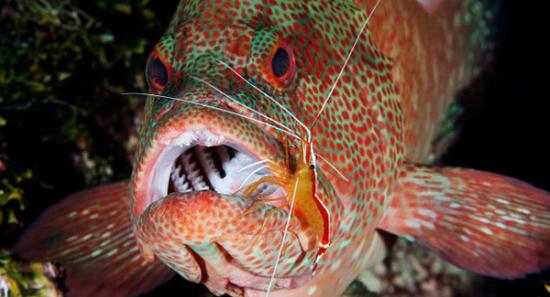 巴厘岛小虾为石斑鱼清理口腔