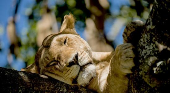 非洲坦桑尼亚塞伦盖蒂国家公园在树上睡大觉的狮子