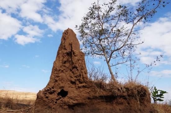 新研究显示白蚁建造的如小土山般的蚁巢可以保护植被