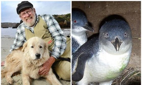 马什跟其爱犬（左图）成功保护当地企鹅（右图）免遭灭绝。