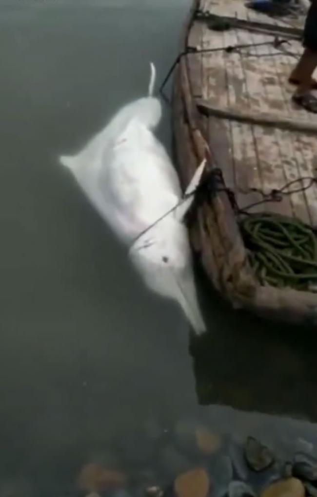 渔民起初把奄奄一息的白海豚挂在渔船边。