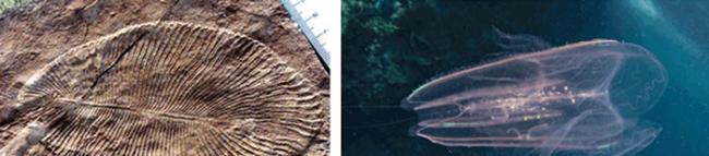 科学家在寒武纪大爆发之前的化石床中发现了形似羊齿植物的埃迪卡拉生物（左图）。闪闪发光的栉水母（右图）也可能进化自寒武纪大爆发之前。