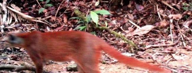 曾被以为灭绝！婆罗洲金猫现身马来西亚沙劳越伦乐森林