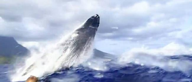 法属玻利尼西亚座头鲸近距离跃水面 给潜水人士惊