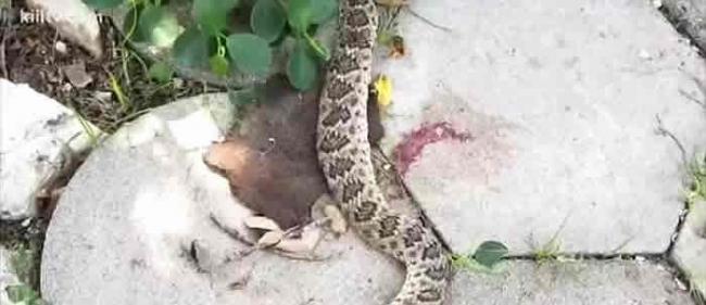 断头蛇攻击人：美国德州男子砍断响尾蛇的头 竟遭断掉的蛇头反咬险死