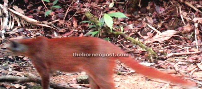 曾被以为灭绝！婆罗洲金猫现身马来西亚沙劳越伦乐森林