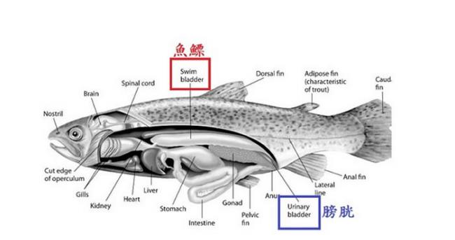鱼鳔和膀胱的英文都有bladder，但鱼鳔用来装空气，比膀胱大许多。