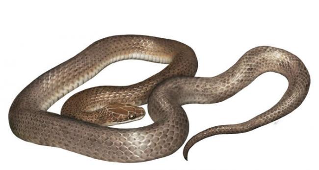 一位艺术家描绘出新发现的蛇类「Cenaspis aenigma」，意为「神秘晚餐蛇」。 ILLUSTRATION BY GABRIEL UGUETO