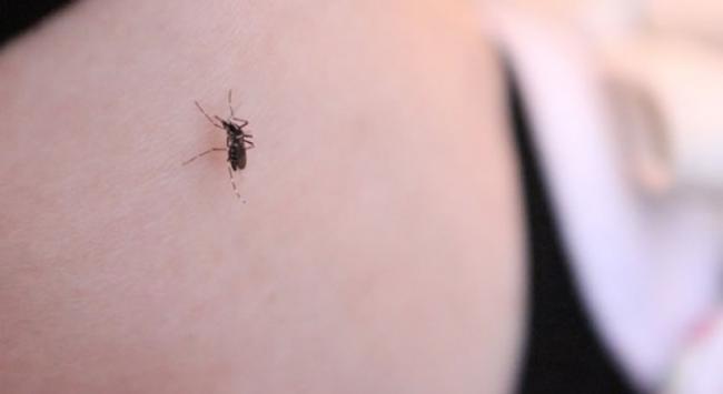 登革热可经由白纹伊蚊传染。