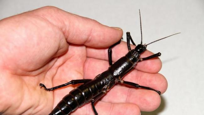 雌性豪勋爵岛竹节虫的成虫，大概和一个大人的手掌大小差不多。 PHOTOGRAPH BY ROHAN CLEAVE