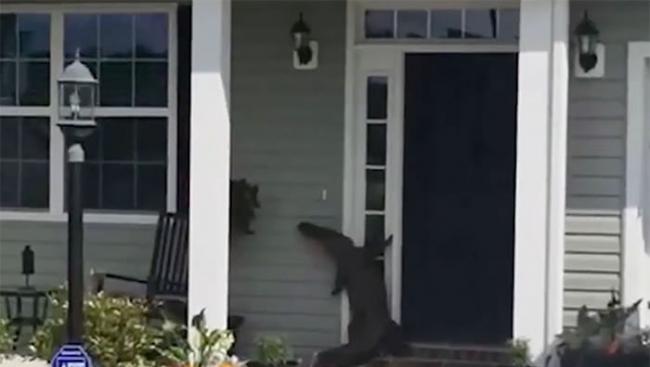 拍到罕见一幕：美国一只鳄鱼竟然走到某户人家前起身敲门