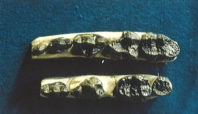 最早的大熊猫的祖先化石（距今800万年前）―禄丰始熊猫（邱占祥、祁国琴拍摄，1989年）