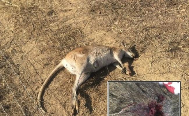 澳洲100只幼袋鼠疑遭被人用箭射杀