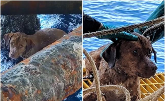 泰国一只狗疑从拖网渔船上堕海漂浮220km被钻油平台工作人员救起