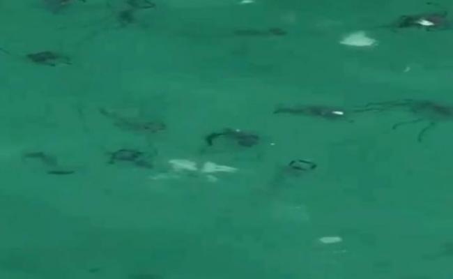 泰国PP岛海面现大量水母 官员吁游客小心