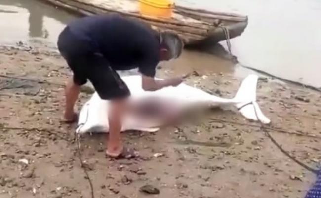 中华白海豚被拖上海滩宰杀。