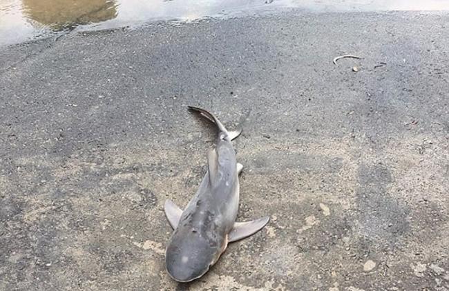 洛根市议员斯温森（Steve Swenson）周日把片段上载到社交网站，并指这条公牛鲨被大雨冲上陆地死亡。